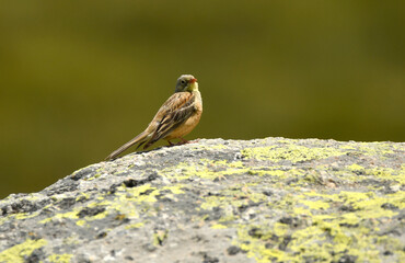escribano en la sierra de gredos