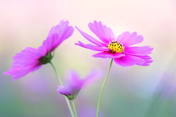 Fototapeta premium コスモスの花のある風景
