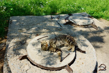 Cat basks in the sun. Homeless cat lies on a sewer hatch