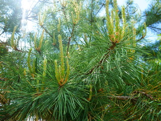 Young pine hoots with new needles in early spring against the background of the sky