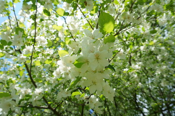 Spring white flowers on the branches of a wild apple tree