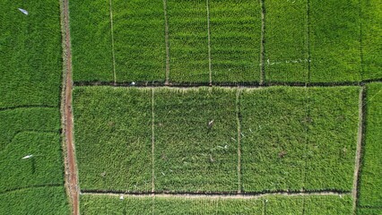 Kuching, Malaysia - July 4 2024: Aerial View of The Skuduk Paddy Field