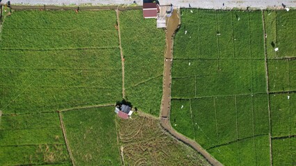 Kuching, Malaysia - July 4 2024: Aerial View of The Skuduk Paddy Field