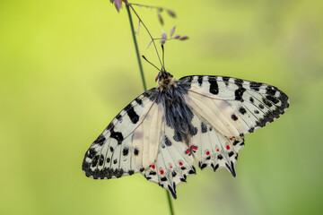 Eastern Festoon butterfly - Zerynthia cerisyi, beautiful colored Old World papilionid butterfly from Southeast European meadows and grasslands, Greece.