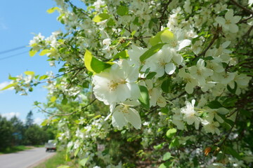 Spring white flowers on the branches of a wild apple tree. Blue sky and road in the background