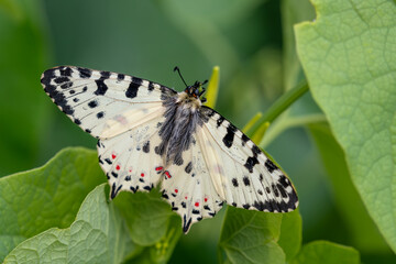 Eastern Festoon butterfly - Zerynthia cerisyi, beautiful colored Old World papilionid butterfly from Southeast European meadows and grasslands, Greece.