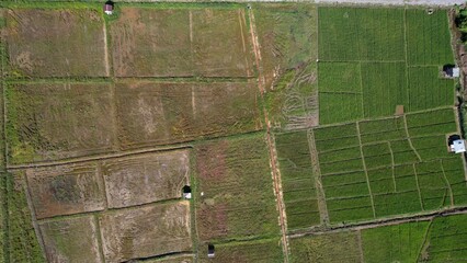 Kuching, Malaysia - July 4 2024: Aerial View of The Skuduk Paddy Field