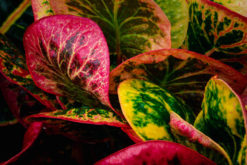 A close up of a plant with green and red leaves © SAKCHAI