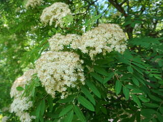 White flowers and green leaves on rowan branches