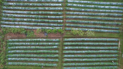 Kuching, Malaysia - July 4 2024: Aerial View of The Skuduk Paddy Field
