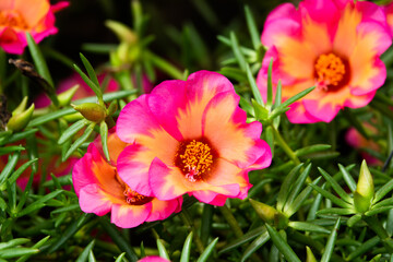 A group of pink and orange flowers with yellow centers