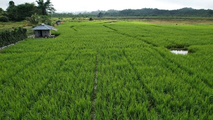 Fototapeta premium Kuching, Malaysia - July 4 2024: Aerial View of The Skuduk Paddy Field