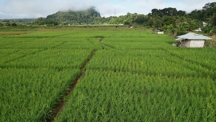 Kuching, Malaysia - July 4 2024: Aerial View of The Skuduk Paddy Field