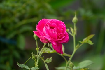 A beautiful pink flower is the main focus of the image