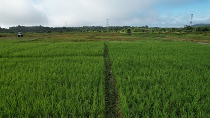 Obraz premium Kuching, Malaysia - July 4 2024: Aerial View of The Skuduk Paddy Field