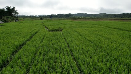 Kuching, Malaysia - July 4 2024: Aerial View of The Skuduk Paddy Field