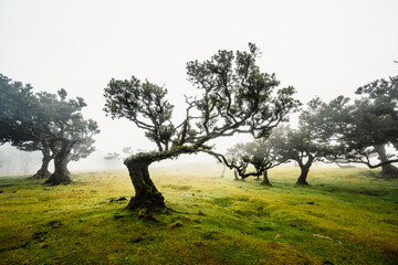 Fanal Forest. Misty forest in Fanal.  Old laurel tree in laurel tree forest in madeira in Portugal