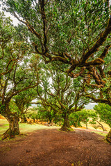 Fanal Forest. Misty forest in Fanal.  Old laurel tree in laurel tree forest in madeira in Portugal