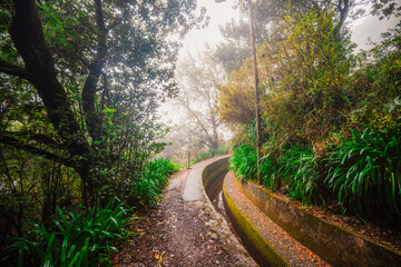 Obraz premium Magical misty green forest with waterfalls in Levada do Norte, Madeira island, Portugal. PR17 Pinaculo e Folhadal