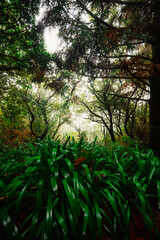 Fototapeta premium Magical misty green forest with waterfalls in Levada do Norte, Madeira island, Portugal. PR17 Pinaculo e Folhadal