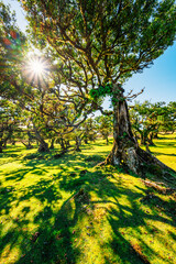 Fototapeta premium Fanal Forest. Beautiful sunny forest in Fanal. Old laurel tree in laurel tree forest in madeira in Portugal