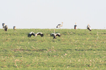 Gray-crowned Cranes dancing