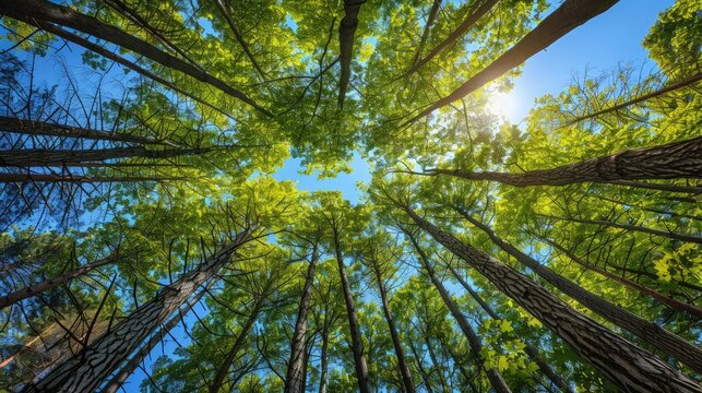Towering trees in lush woodland