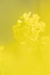 福岡-【原鶴の菜の花】