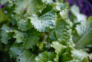 green fresh lettuce leaves close up