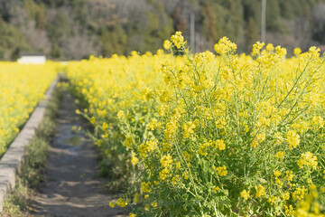 福岡-【原鶴の菜の花】