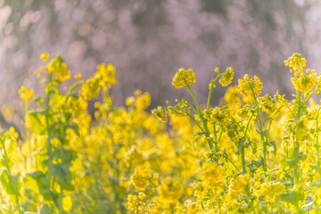 福岡-【原鶴の菜の花】