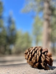 pine cone on the ground