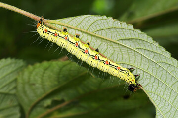 食欲旺盛、毛ありで黄緑色のカラーリングのフクラスズメ蛾の幼虫（自然光＆ストロボ・マクロレンズ接写）