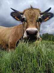 cow on a meadow
