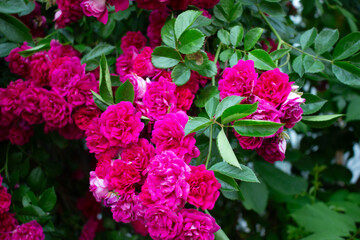 vivid pink rose 05