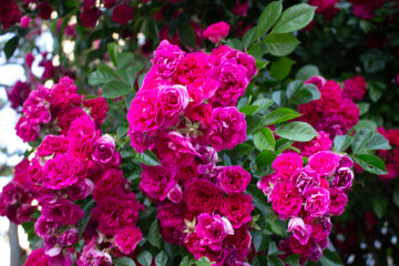 vivid pink rose 07