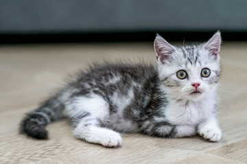 Cute baby cat in the house, Silver Tabby Scottish Fold Cat