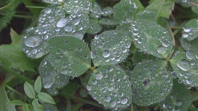 rain drops on the leaves