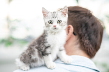 Adorable cat perched on owner's shoulder, Cute young silver tabby Scottish Fold cat
