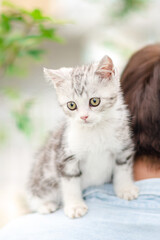 Adorable cat perched on owner's shoulder, Cute young silver tabby Scottish Fold cat