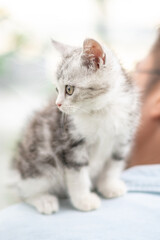 Adorable cat perched on owner's shoulder, Cute young silver tabby Scottish Fold cat