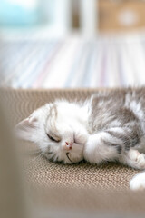 Cute baby cat in the house, Silver Tabby Scottish Fold Cat