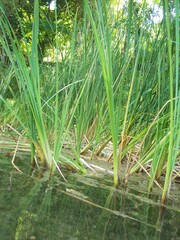 Cecpe al lado del rio