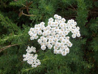 Ramillete de florecillas blancas