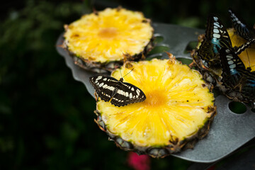 Butterfly with bright wings on a piece of ripe pineapple