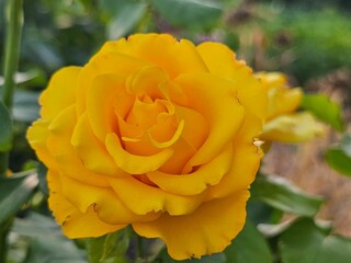 yellow rose