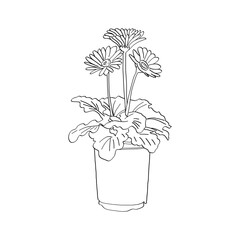 Gerbera Daisy Tropical Plant Vector  Ilustration
