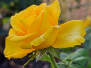 yellow rose flower