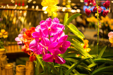 Bright pink orchid flowers close-up