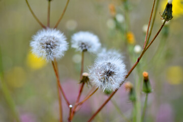 Dandelion-like fruits of an asteracea